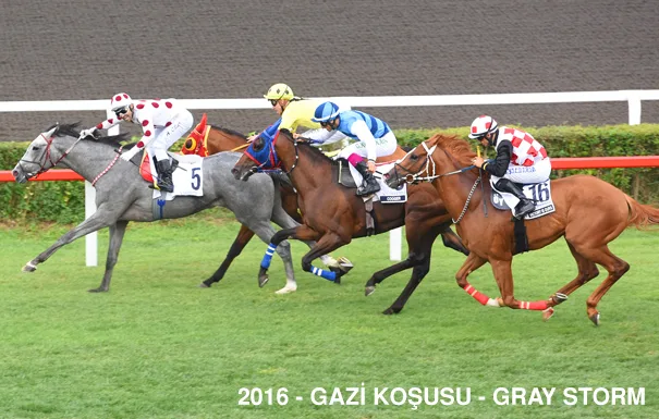 Gray Storm — 2016 Gazi Koşusu Şampiyonu
