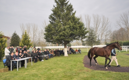 Aygır Tanıtım Günü İzmit Aşım İstasyonu'nda gerçekleşti