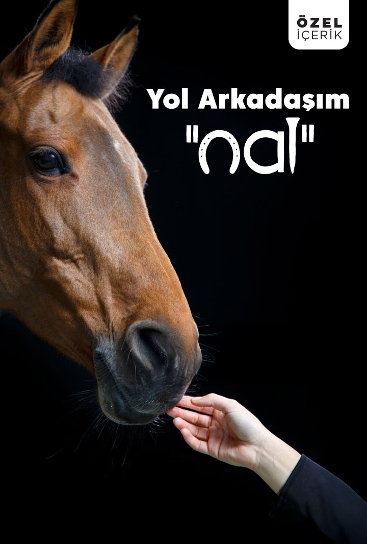 Yol Arkadaşım... "Nal"