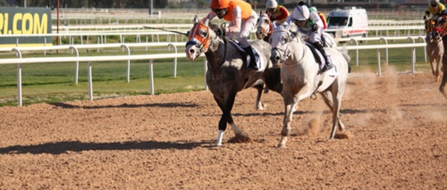 Adana Vali Koşusu'nda Zafere Sergökçe Uzandı
