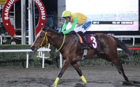 Harran Üniversitesi Veteriner Fakültesi Koşusu'nda Kazanan King Ferit Oldu