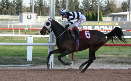 Adana Veteriner Hekimler Odası Koşusu'nun Galibi Frozen Love Oldu
