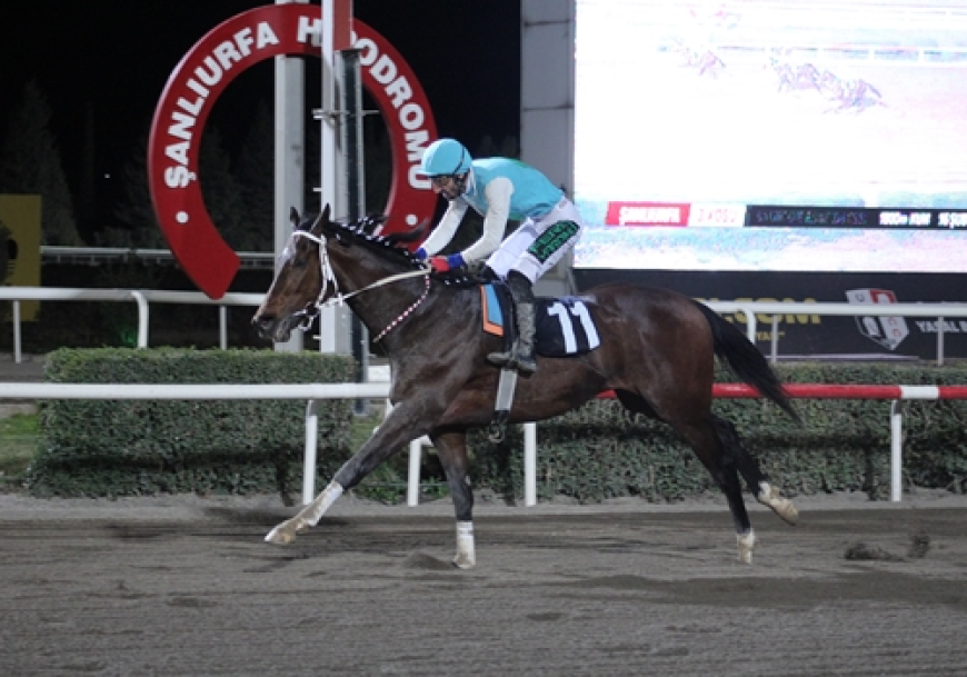 Şanlıurfa Ticaret ve Sanayi Odası Koşusu’nu Galloon kazandı