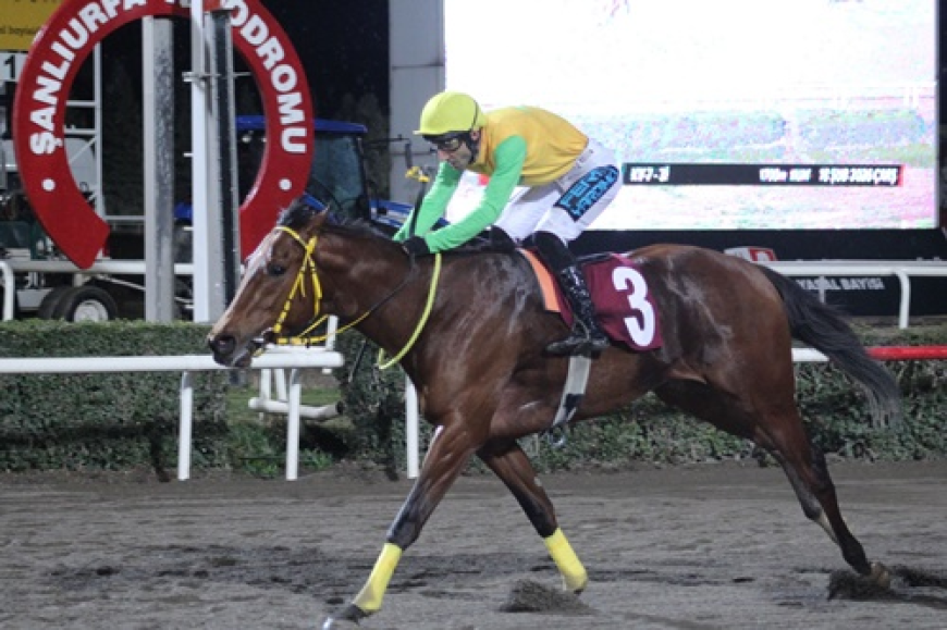 Harran Üniversitesi Veteriner Fakültesi Koşusu'nda Kazanan King Ferit Oldu