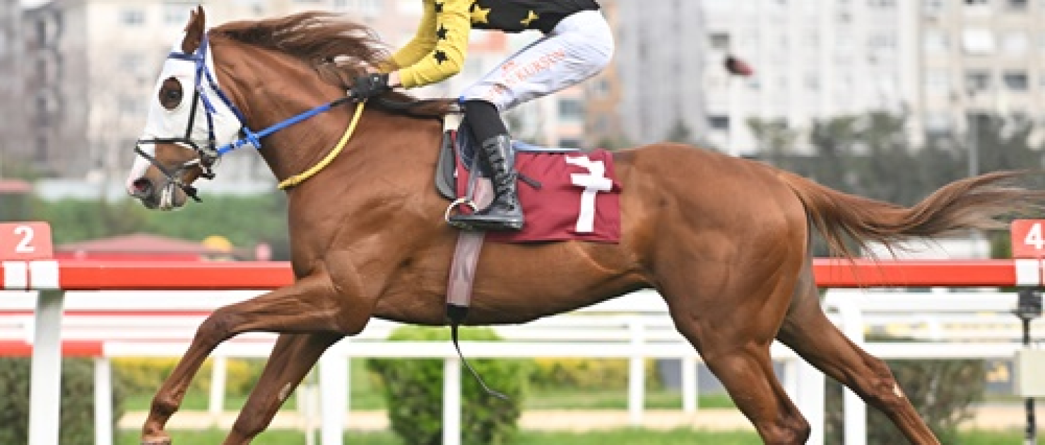 Gazi Koşusu Yolunda İlk Prova: Ergin Talay Koşusu'nu Namağlup Wolf Rules Kazandı!