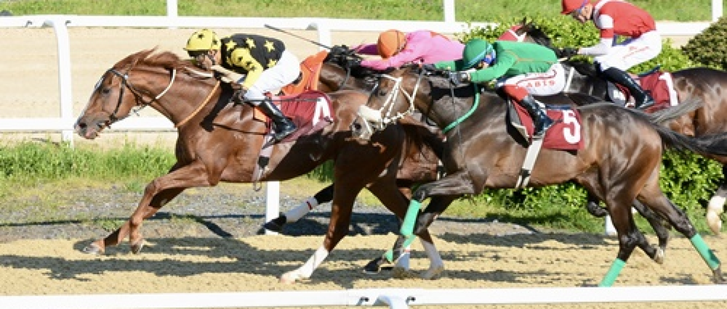 M. Halim Celaloğlu Koşusu'nda Zafere Poetry In Motion Ulaştı