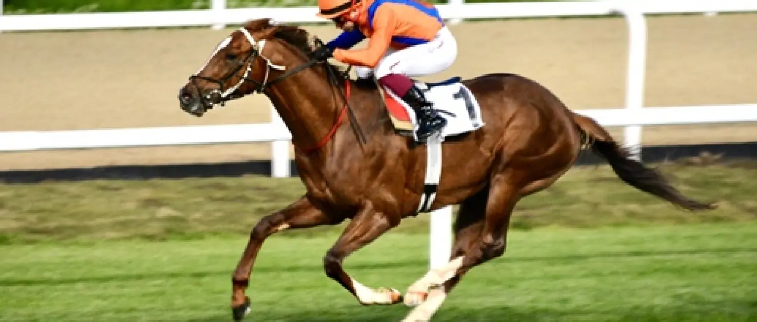 İstanbul Büyükşehir Belediye Başkanlığı Koşusu'nda Şampiyon Al Tan!