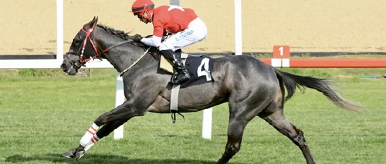 Malayan Racing Association Koşusu'nda Zafere Bold Lion Ulaştı