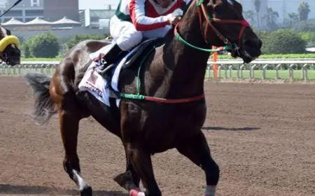 Peru'daki TJK Koşusu'nda Zafer El Kamuro'nun Oldu