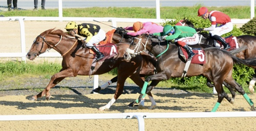 M. Halim Celaloğlu Koşusu'nda Zafere Poetry In Motion Ulaştı