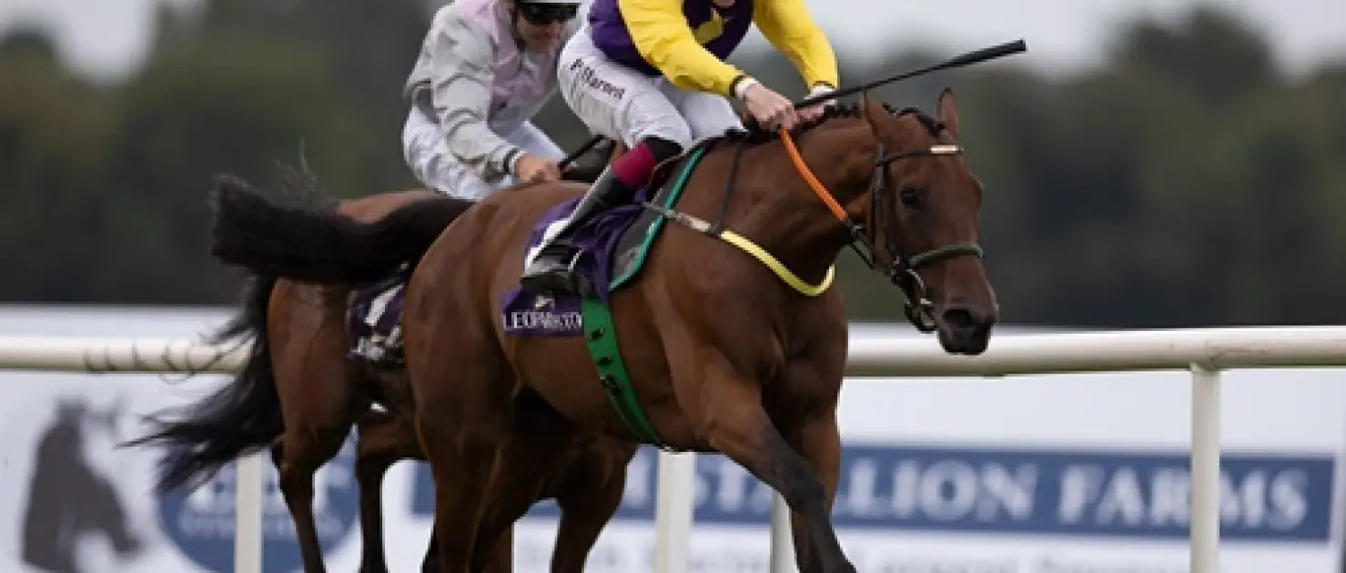 İrlanda'da TJK Kupası Heyecanı: Leopardstown’da Zafer Tatum’un Oldu