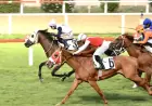 Celal Bayar Koşusu’nda Zafer Handsome King’in Oldu