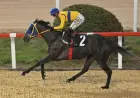 İstanbul Veliefendi’de Horse Racing Ireland Koşusu’nun Galibi True Blue Oldu