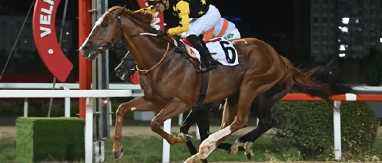 Uluslararası France Galop Anadolu Koşusu'nda Zafer Poetry In Motion'ın Oldu